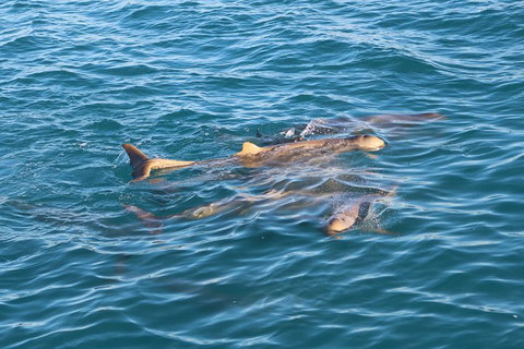 Roebuck Bay Snubfin Dolphin Cruise - Accommodation Whitsundays 0