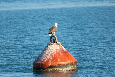 Roebuck Bay Snubfin Dolphin Cruise - Accommodation Whitsundays 1