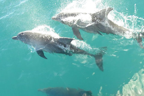 Roebuck Bay Snubfin Dolphin Cruise - Accommodation Whitsundays 2