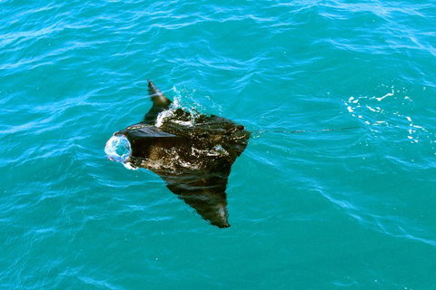 Roebuck Bay Snubfin Dolphin Cruise - Accommodation Whitsundays 5