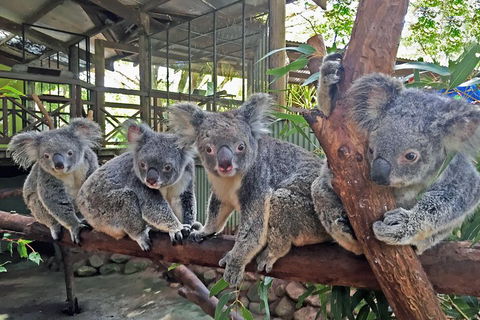 Best Of Kuranda Including Skyrail, Kuranda Scenic Railway And Rainforestation - Accommodation Whitsundays 4