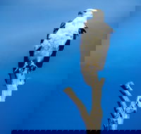 Kangaroo Island 75-Minute Ocean Safari - Accommodation Whitsundays