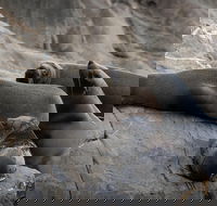 Kangaroo Island Ocean Safari - Snorkeling Safari - Accommodation Whitsundays