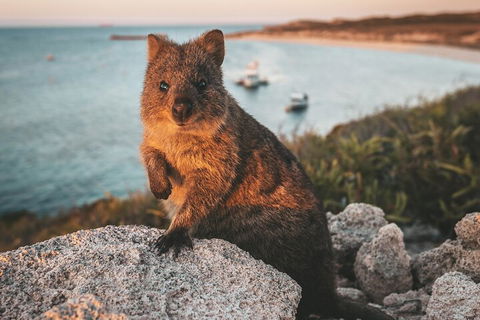 Rottnest Island Roundtrip Fast Ferry From Hillarys Boat Harbour - Accommodation Whitsundays 5