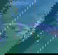 Dolphin Cruise from Adelaide with Optional Dolphin Swim - Accommodation Whitsundays