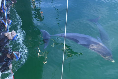 Dolphin Cruise From Adelaide With Optional Dolphin Swim - Accommodation Whitsundays 0