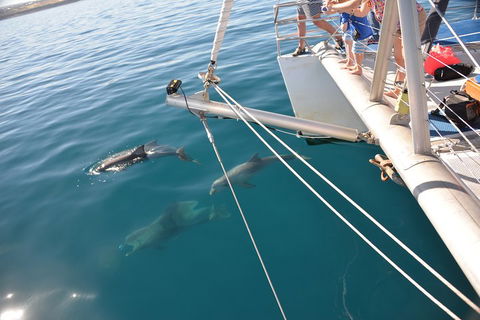 Dolphin Cruise From Adelaide With Optional Dolphin Swim - Accommodation Whitsundays 1