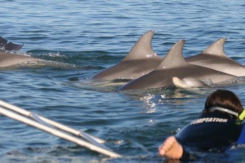 Dolphin Cruise From Adelaide With Optional Dolphin Swim - Accommodation Whitsundays 2