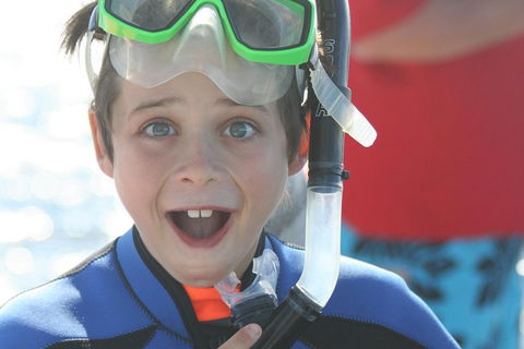 Dolphin Cruise From Adelaide With Optional Dolphin Swim - Accommodation Whitsundays 3