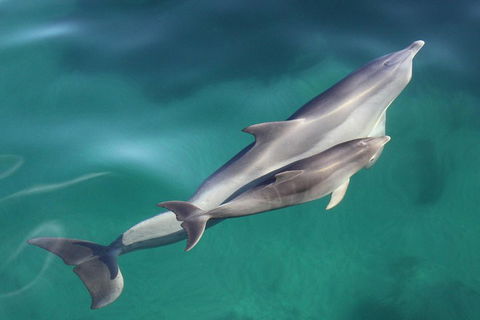 Dolphin Cruise From Adelaide With Optional Dolphin Swim - Accommodation Whitsundays 4
