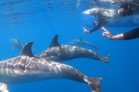 Dolphin Cruise From Adelaide With Optional Dolphin Swim - Accommodation Whitsundays 5