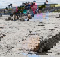 Kangaroo Island in a Day Tour from Adelaide - Accommodation Whitsundays