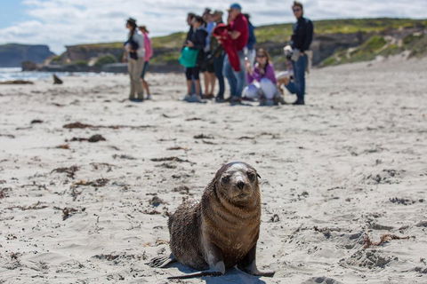 Kangaroo Island In A Day Tour From Adelaide - Accommodation Whitsundays 0