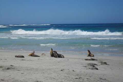 Kangaroo Island In A Day Tour From Adelaide - Accommodation Whitsundays 1