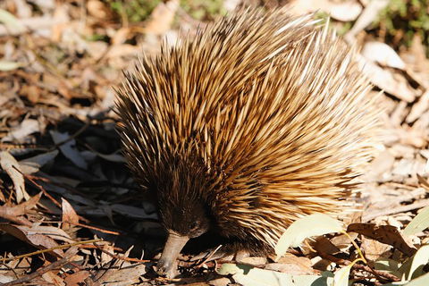 Kangaroo Island In A Day Tour From Adelaide - Accommodation Whitsundays 2