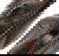 2-Day Kangaroo Island 4WD Small-Group Tour from Adelaide - Accommodation Whitsundays