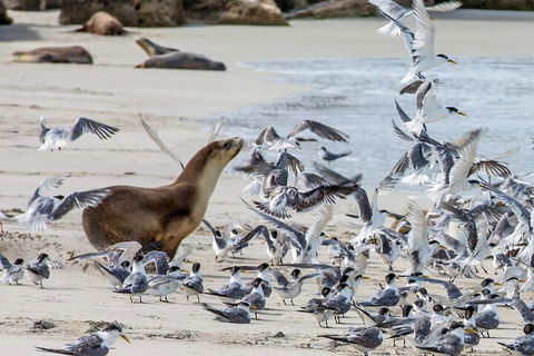 Full-Day Kangaroo Island Experience Departing From Kangaroo Island - Accommodation Whitsundays 1
