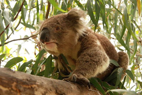 Private Tour: Great Ocean Road From Melbourne - Accommodation Whitsundays 1