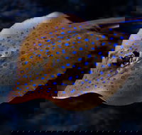 Cairns Aquarium Tour by Twilight with Drink and Appetiser
