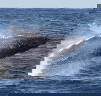 Whale Watching by Sea World Cruises - Accommodation Whitsundays