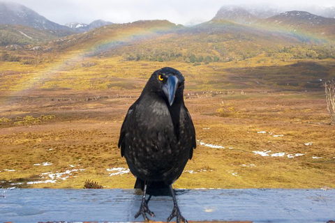 Cradle Mountain Park Explorer Guided Tour - Accommodation Whitsundays 2