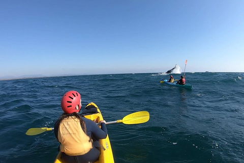 Kayaking With Dolphins In Byron Bay Guided Tour - Accommodation Whitsundays 3