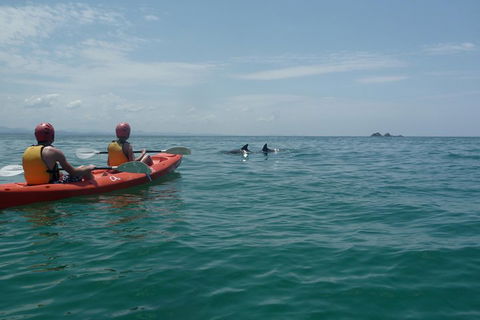 Kayaking With Dolphins In Byron Bay Guided Tour - Accommodation Whitsundays 4