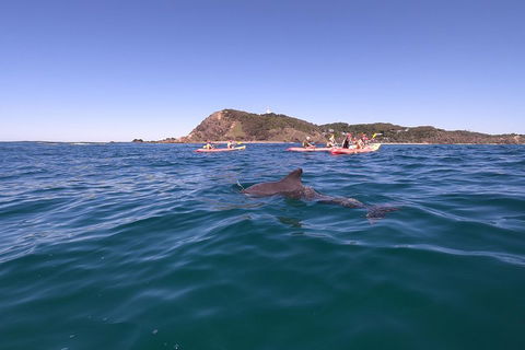 Kayaking With Dolphins In Byron Bay Guided Tour - Accommodation Whitsundays 5