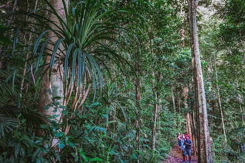 Atherton Tablelands Rain Forest By Night From Cairns - Accommodation Whitsundays 0