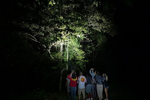 Atherton Tablelands Rain Forest By Night From Cairns - Accommodation Whitsundays 2