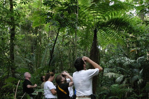 Atherton Tablelands Rain Forest By Night From Cairns - Accommodation Whitsundays 3
