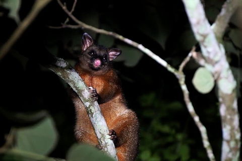 Atherton Tablelands Rain Forest By Night From Cairns - Accommodation Whitsundays 4