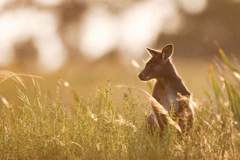 Blue Mountains Day Tour With Wildlife At Sunset From Sydney - Accommodation Whitsundays 2