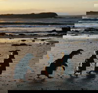 Phillip Island Penguin Parade Day Trip with Koala Conservation Reserve Visit - Accommodation Whitsundays