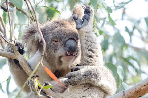 Great Ocean Road Reverse Itinerary With 12 Apostles From Melbourne - Accommodation Whitsundays 1
