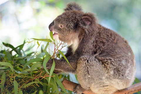 Blue Mountains Private Tour With Kangaroos & Koala Encounter - Accommodation Whitsundays 0