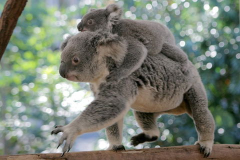 Lone Pine Koala Sanctuary Admission With Brisbane River Cruise - Accommodation Whitsundays 0