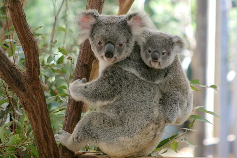 Lone Pine Koala Sanctuary Admission With Brisbane River Cruise - Accommodation Whitsundays 3