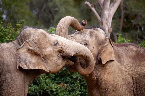 Melbourne Zoo General Entry Ticket - Accommodation Whitsundays 0
