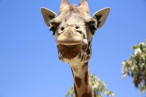 Melbourne Zoo General Entry Ticket - Accommodation Whitsundays 2