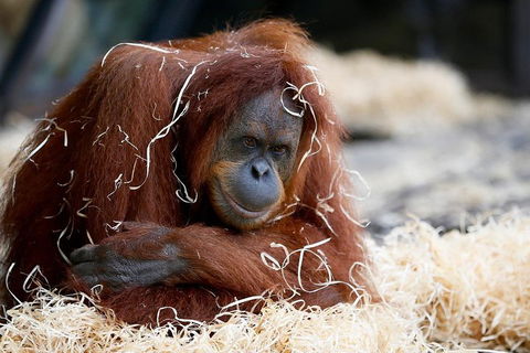 Melbourne Zoo General Entry Ticket - Accommodation Whitsundays 3