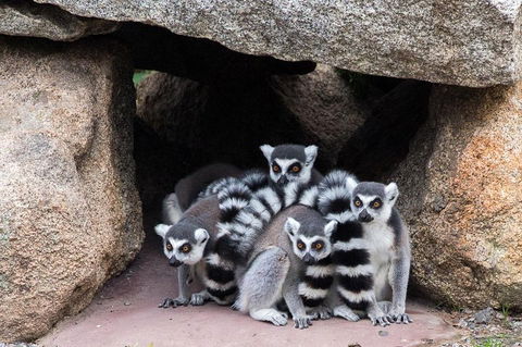 Melbourne Zoo General Entry Ticket - Accommodation Whitsundays 4