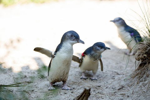 Melbourne Zoo General Entry Ticket - Accommodation Whitsundays 5