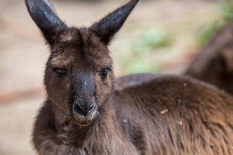 Australian Wildlife Tour At Melbourne Zoo Ticket - Accommodation Whitsundays 0