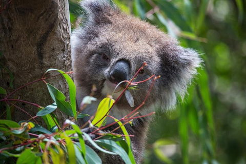 Australian Wildlife Tour At Melbourne Zoo Ticket - Accommodation Whitsundays 1