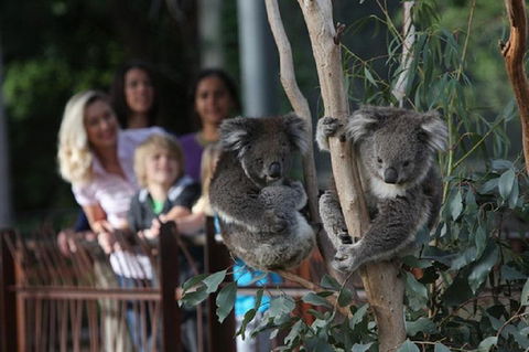 Australian Wildlife Tour At Melbourne Zoo Ticket - Accommodation Whitsundays 2