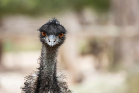 Australian Wildlife Tour At Melbourne Zoo Ticket - Accommodation Whitsundays 3