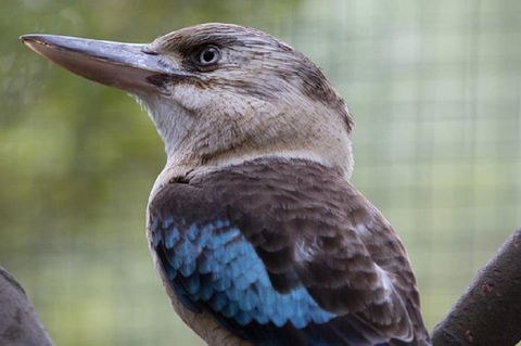 Australian Wildlife Tour At Melbourne Zoo Ticket - Accommodation Whitsundays 4