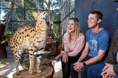 African Cat Encounter At Werribee Open Range Zoo - Accommodation Whitsundays 0