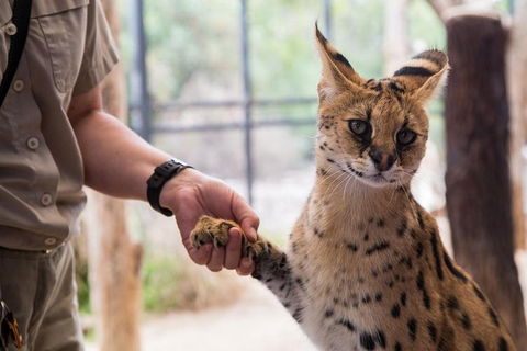 African Cat Encounter At Werribee Open Range Zoo - Accommodation Whitsundays 1